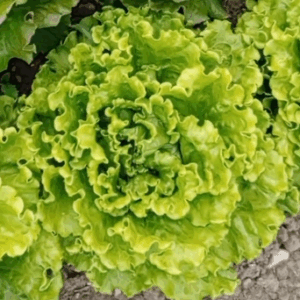 LECHUGA BATAVIA
