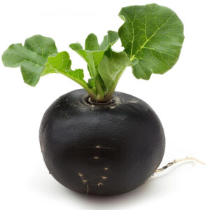 Rabano negro