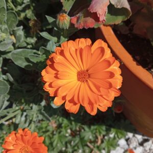 Ungüento de caléndula y consuelda